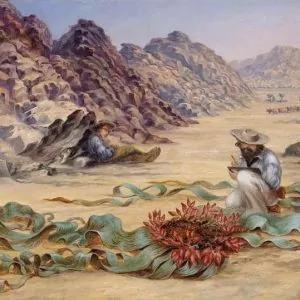 Welwitschia mirabilis, Welwitschia bainesii - Cebola do Deserto, Tumboa, Onyanga (Uma das maiores maravilhas do Mundo)