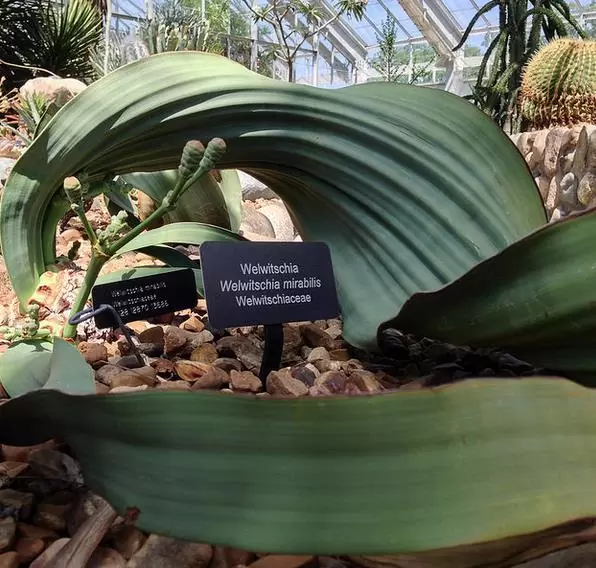 Welwitschia mirabilis, Welwitschia bainesii - Cebola do Deserto, Tumboa, Onyanga (Uma das maiores maravilhas do Mundo) - Imagem 2