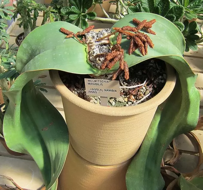 Welwitschia mirabilis, Welwitschia bainesii - Cebola do Deserto, Tumboa, Onyanga (Uma das maiores maravilhas do Mundo) - Imagem 3