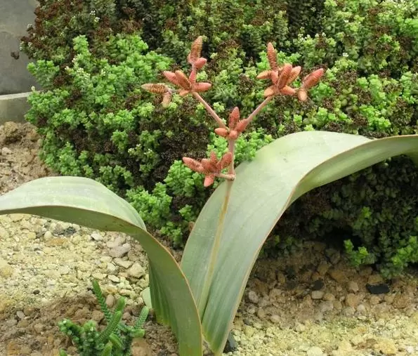 Welwitschia mirabilis, Welwitschia bainesii - Cebola do Deserto, Tumboa, Onyanga (Uma das maiores maravilhas do Mundo) - Imagem 4