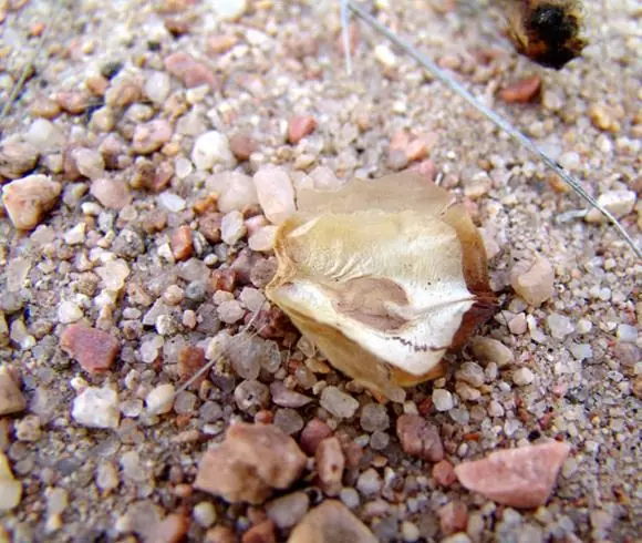 Welwitschia mirabilis, Welwitschia bainesii - Cebola do Deserto, Tumboa, Onyanga (Uma das maiores maravilhas do Mundo) - Imagem 6