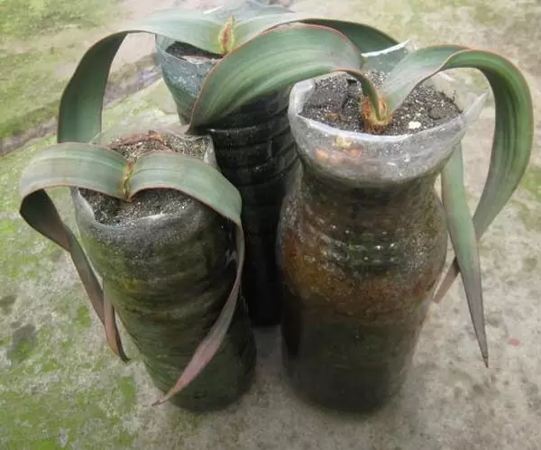 Welwitschia mirabilis, Welwitschia bainesii - Cebola do Deserto, Tumboa, Onyanga (Uma das maiores maravilhas do Mundo) - Imagem 7