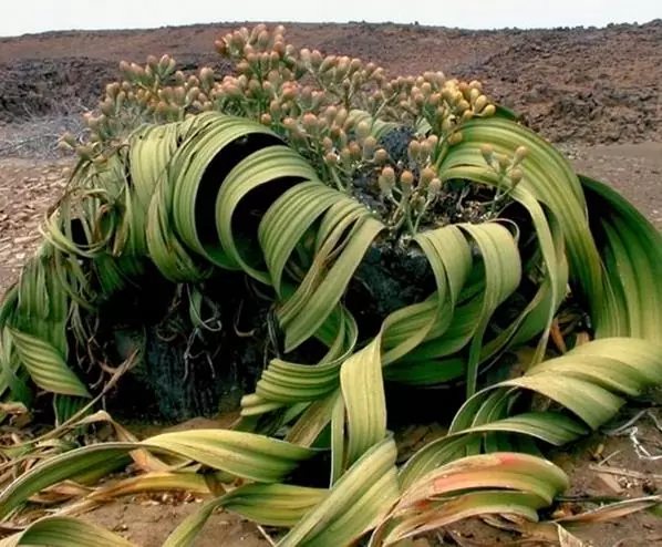 Welwitschia mirabilis, Welwitschia bainesii - Cebola do Deserto, Tumboa, Onyanga (Uma das maiores maravilhas do Mundo) - Imagem 8