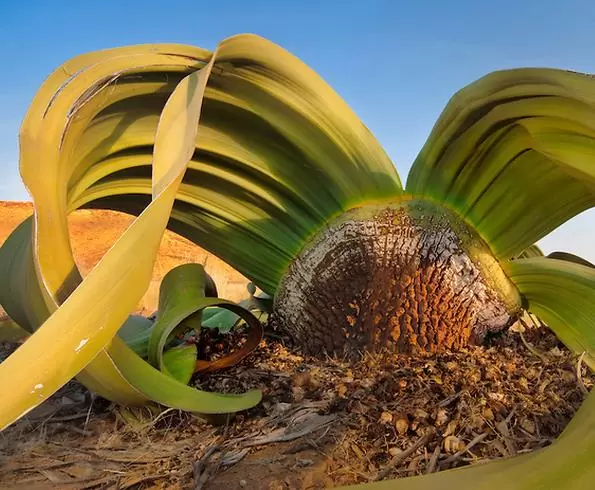 Welwitschia mirabilis, Welwitschia bainesii - Cebola do Deserto, Tumboa, Onyanga (Uma das maiores maravilhas do Mundo) - Imagem 9