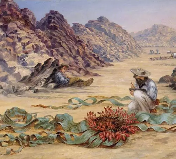 Welwitschia mirabilis, Welwitschia bainesii - Cebola do Deserto, Tumboa, Onyanga (Uma das maiores maravilhas do Mundo) - Imagem 10