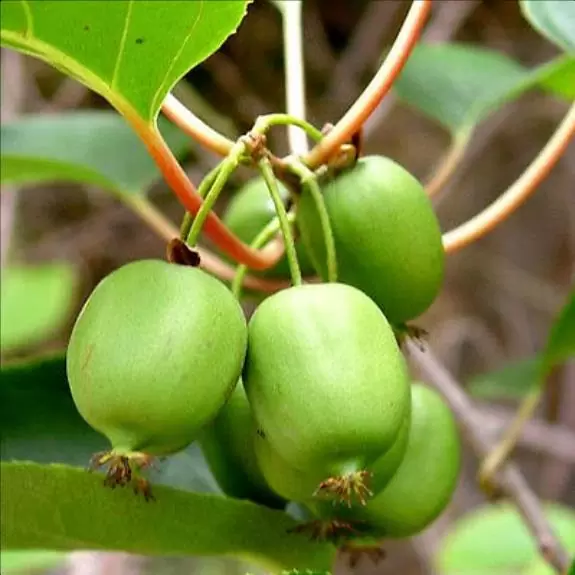 Actinidia arguta  - Mini-Kiwi (auto-fértil), Mini Kiwi Resistente 'Issai' - Image 3