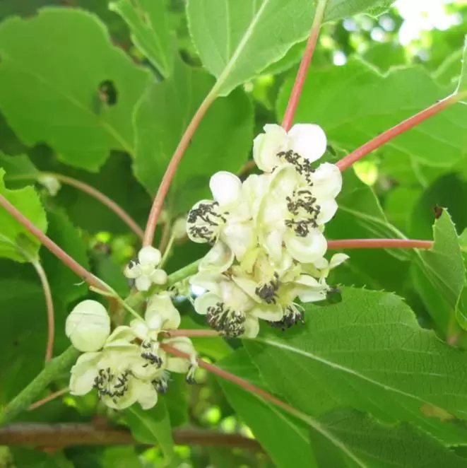Actinidia arguta  - Mini-Kiwi (auto-fértil), Mini Kiwi Resistente 'Issai' - Imagem 4