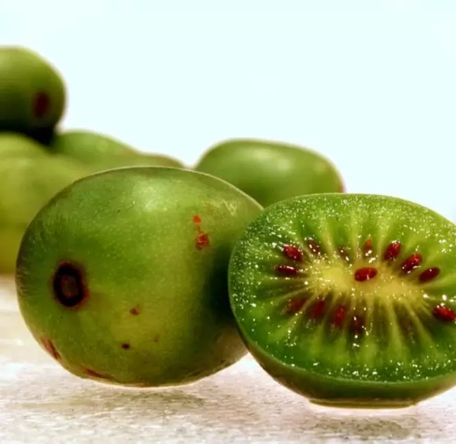 Actinidia arguta  - Mini-Kiwi (auto-fértil), Mini Kiwi Resistente 'Issai' - Imagem 5
