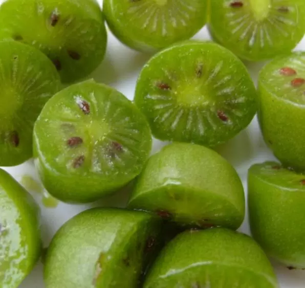 Actinidia arguta  - Mini-Kiwi (auto-fértil), Mini Kiwi Resistente 'Issai' - Image 6