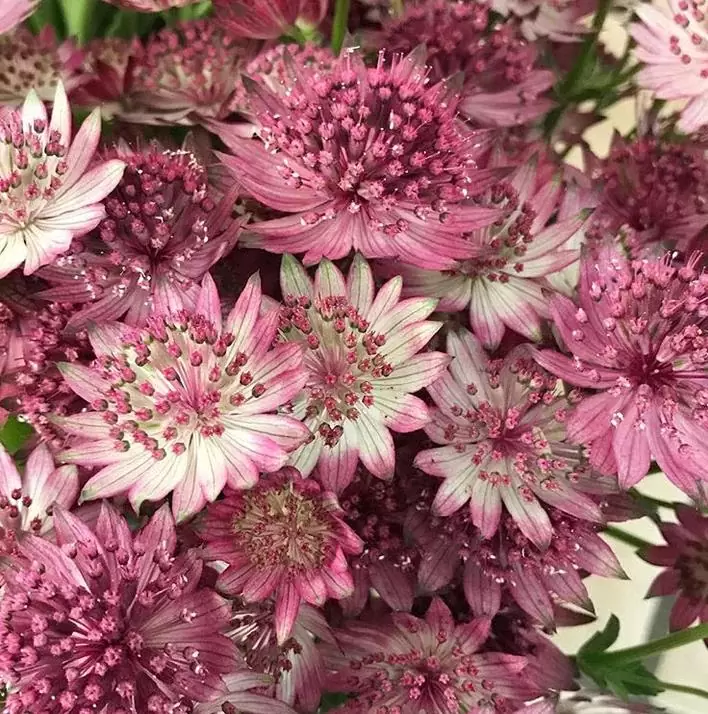 Astrantia maxima (Astrantia heterophylla, Astrantia speciosa) - Estrela Maior, Grande Obra-Prima, Masterwort