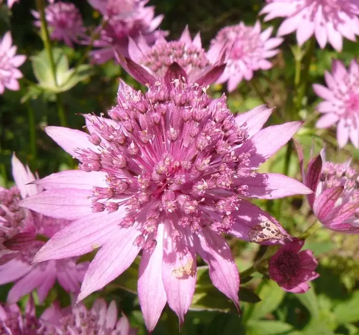 Astrantia maxima (Astrantia heterophylla, Astrantia speciosa) - Estrela Maior, Grande Obra-Prima, Masterwort - Imagem 2