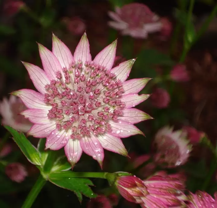 Astrantia maxima (Astrantia heterophylla, Astrantia speciosa) - Estrela Maior, Grande Obra-Prima, Masterwort - Imagem 4