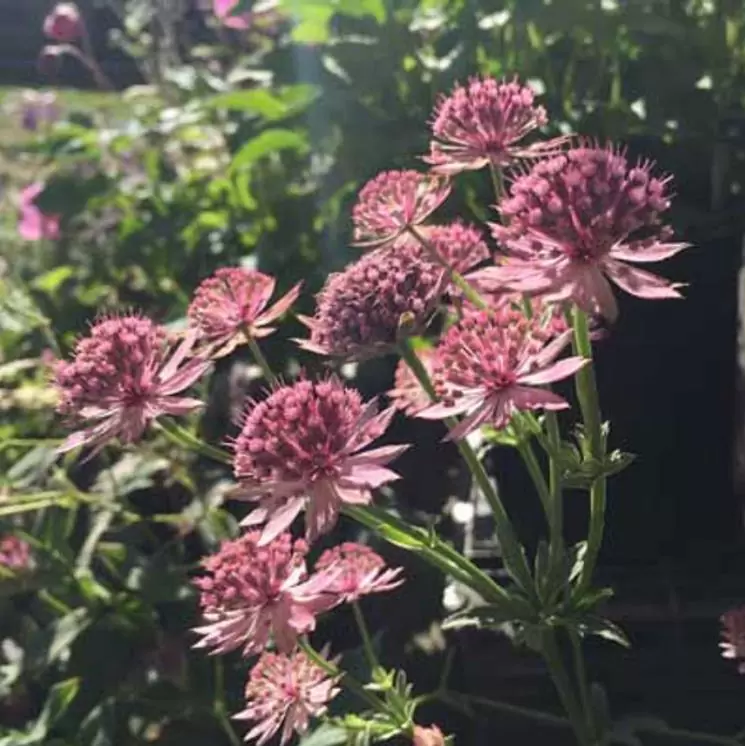 Astrantia maxima (Astrantia heterophylla, Astrantia speciosa) - Estrela Maior, Grande Obra-Prima, Masterwort - Imagem 5