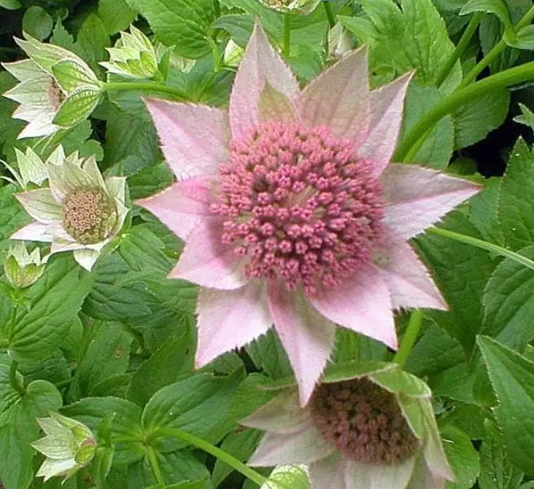 Astrantia maxima (Astrantia heterophylla, Astrantia speciosa) - Estrela Maior, Grande Obra-Prima, Masterwort - Imagem 7