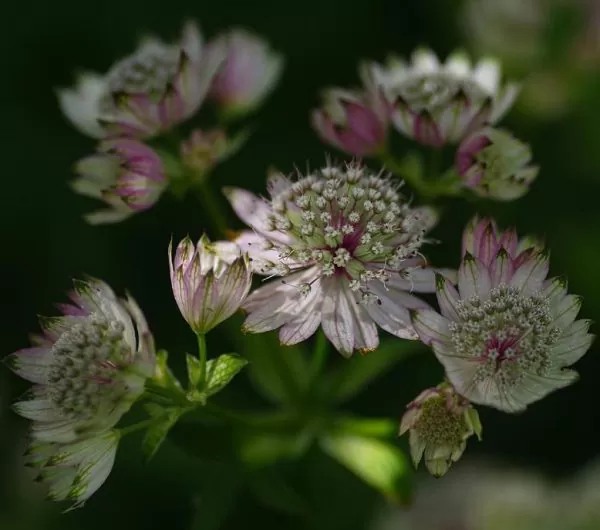Astrantia maxima (Astrantia heterophylla, Astrantia speciosa) - Estrela Maior, Grande Obra-Prima, Masterwort - Image 9
