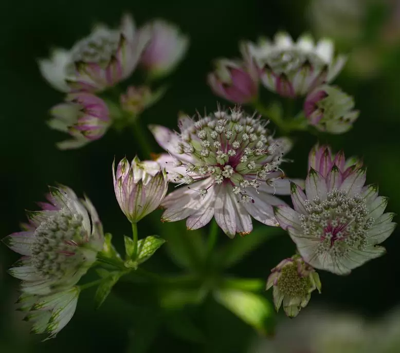 Astrantia maxima (Astrantia heterophylla, Astrantia speciosa) - Estrela Maior, Grande Obra-Prima, Masterwort - Imagem 9