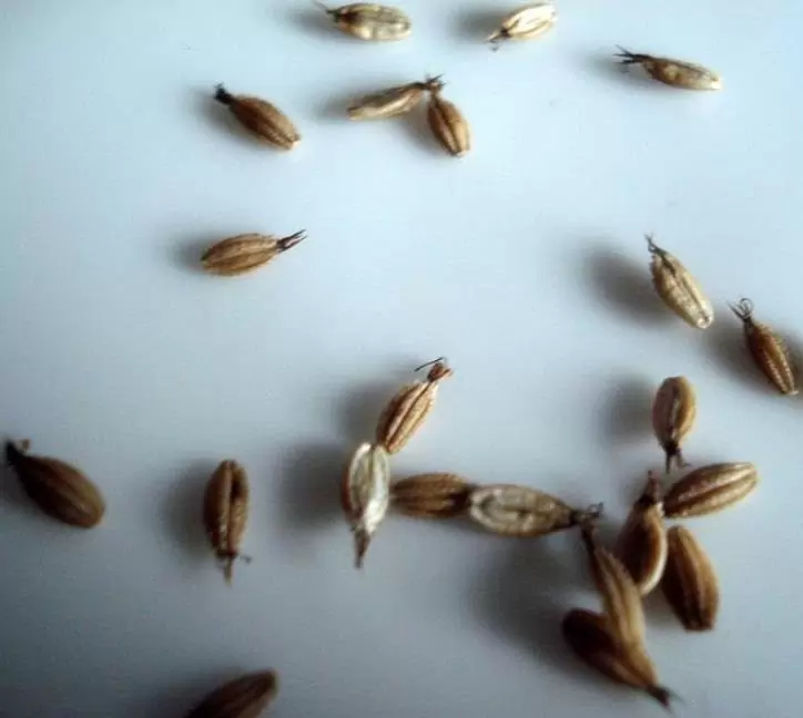 Astrantia maxima (Astrantia heterophylla, Astrantia speciosa) - Estrela Maior, Grande Obra-Prima, Masterwort - Imagem 10