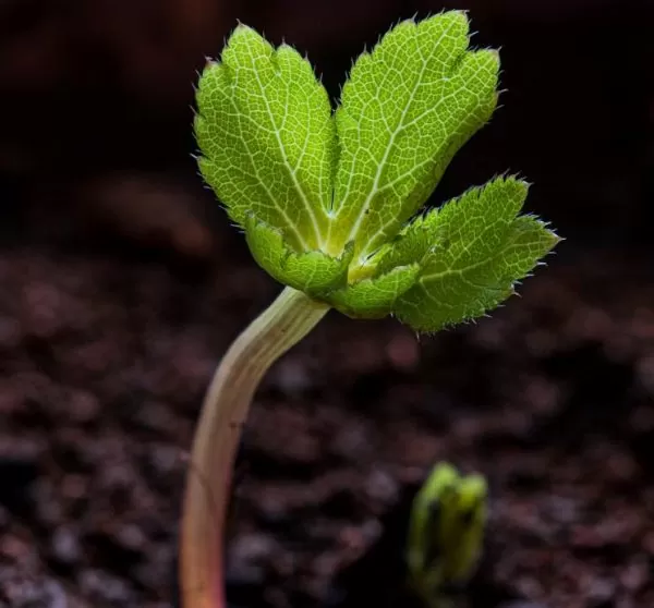 Astrantia maxima (Astrantia heterophylla, Astrantia speciosa) - Estrela Maior, Grande Obra-Prima, Masterwort - Image 11