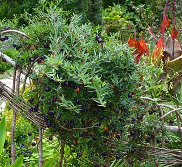 Billardiera longiflora - Maça Roxa, Trepadeira de Maças Roxas, Purple Apple Berry Vine - Image 5