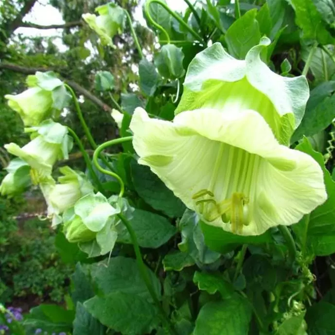 Cobaea scandens 'Alba' e 'Blue Purple' - Trepadeira Sinos Da Catedral, Estefânia, Sinos do Monastério, Sinos de Convento - Imagem 2