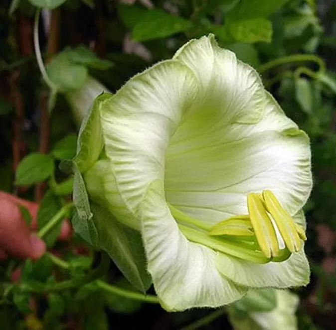 Cobaea scandens 'Alba' e 'Blue Purple' - Trepadeira Sinos Da Catedral, Estefânia, Sinos do Monastério, Sinos de Convento - Imagem 3