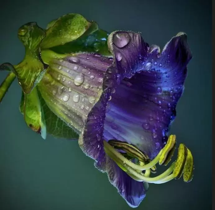 Cobaea scandens 'Alba' e 'Blue Purple' - Trepadeira Sinos Da Catedral, Estefânia, Sinos do Monastério, Sinos de Convento - Imagem 5