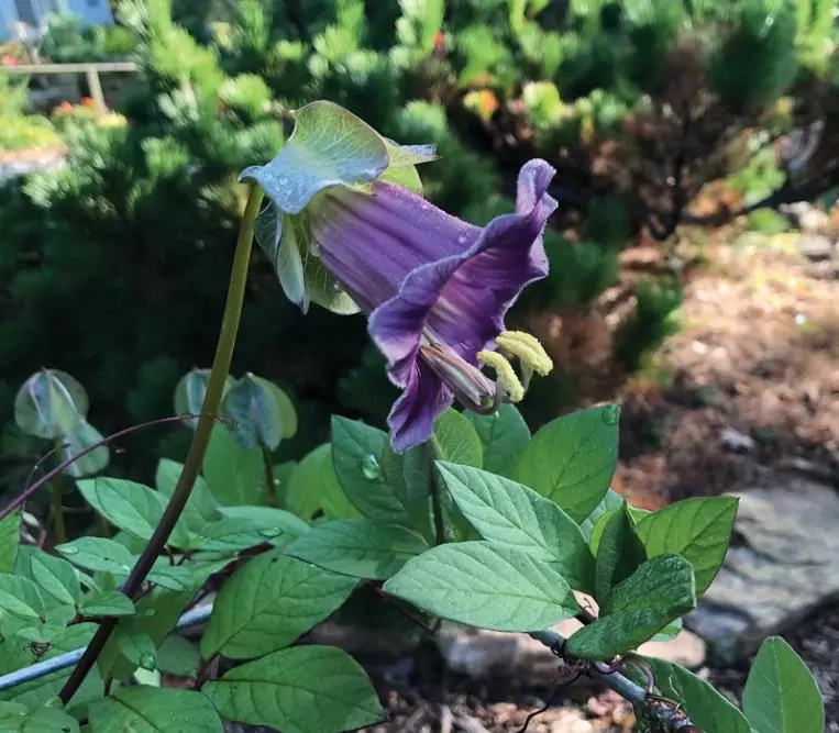 Cobaea scandens 'Alba' e 'Blue Purple' - Trepadeira Sinos Da Catedral, Estefânia, Sinos do Monastério, Sinos de Convento - Imagem 6