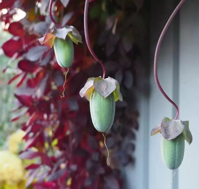 Cobaea scandens 'Alba' e 'Blue Purple' - Trepadeira Sinos Da Catedral, Estefânia, Sinos do Monastério, Sinos de Convento - Imagem 7