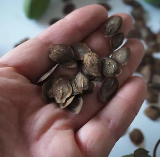 Cobaea scandens 'Alba' e 'Blue Purple' - Trepadeira Sinos Da Catedral, Estefânia, Sinos do Monastério, Sinos de Convento - Imagem 8