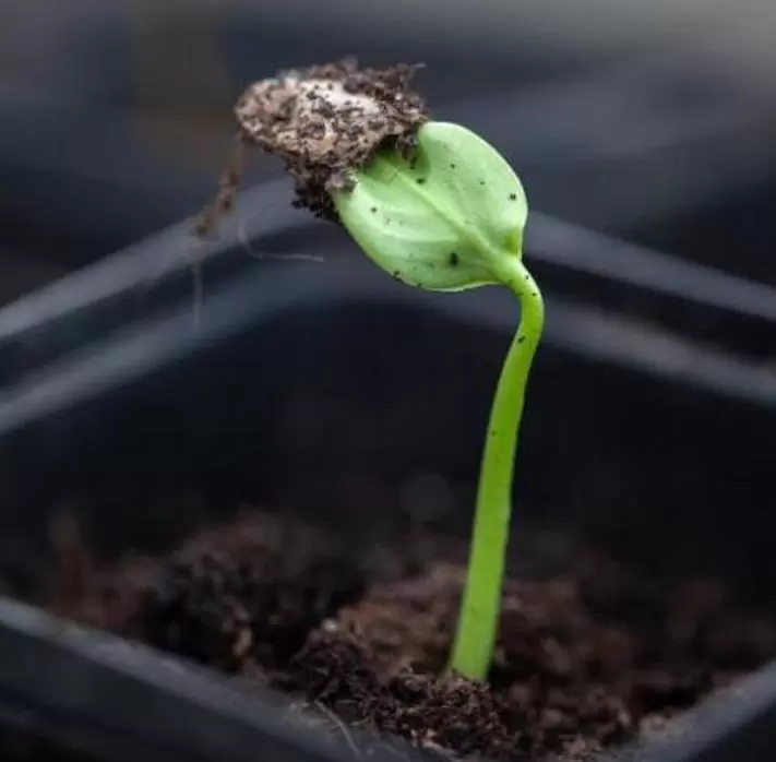 Cobaea scandens 'Alba' e 'Blue Purple' - Trepadeira Sinos Da Catedral, Estefânia, Sinos do Monastério, Sinos de Convento - Imagem 9