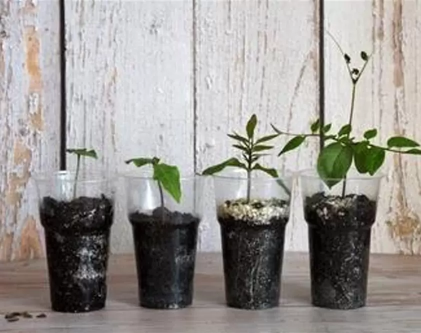 Cobaea scandens 'Alba' e 'Blue Purple' - Trepadeira Sinos Da Catedral, Estefânia, Sinos do Monastério, Sinos de Convento - Imagem 10