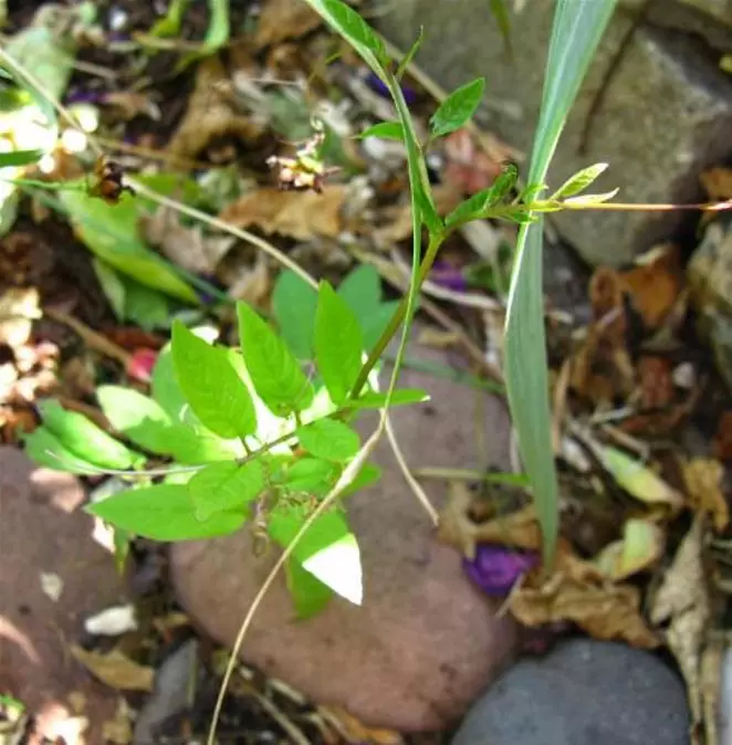 Cobaea scandens 'Alba' e 'Blue Purple' - Trepadeira Sinos Da Catedral, Estefânia, Sinos do Monastério, Sinos de Convento - Imagem 11