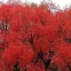 Brachychiton acerifolius - Árvore em Chamas, Árvore do Fogo, Kurrajong, Illawarra Flame Tree