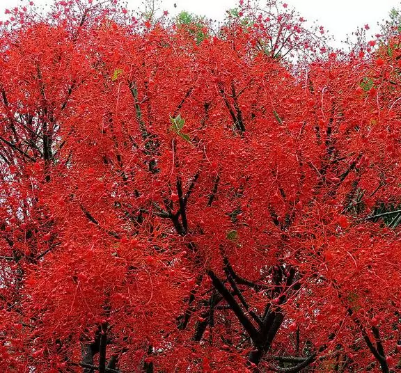 Brachychiton acerifolius - Árvore em Chamas, Árvore do Fogo, Kurrajong, Illawarra Flame Tree