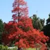 Brachychiton acerifolius - Árvore em Chamas, Árvore do Fogo, Kurrajong, Illawarra Flame Tree - Image 2