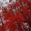 Brachychiton acerifolius - Árvore em Chamas, Árvore do Fogo, Kurrajong, Illawarra Flame Tree - Image 4