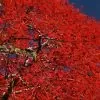 Brachychiton acerifolius - Árvore em Chamas, Árvore do Fogo, Kurrajong, Illawarra Flame Tree - Image 5