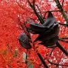 Brachychiton acerifolius - Árvore em Chamas, Árvore do Fogo, Kurrajong, Illawarra Flame Tree - Image 6