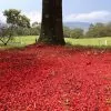 Brachychiton acerifolius - Árvore em Chamas, Árvore do Fogo, Kurrajong, Illawarra Flame Tree - Image 7