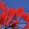 Brachychiton acerifolius - Árvore em Chamas, Árvore do Fogo, Kurrajong, Illawarra Flame Tree - Image 8