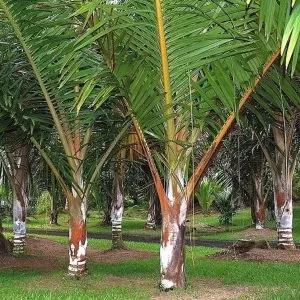 Dypsis sp 'Bejoufa' - Palmeira Dypsis sp. Bejoufa