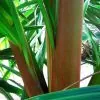 Dypsis sp 'Bejoufa' - Palmeira Dypsis sp. Bejoufa - Image 2