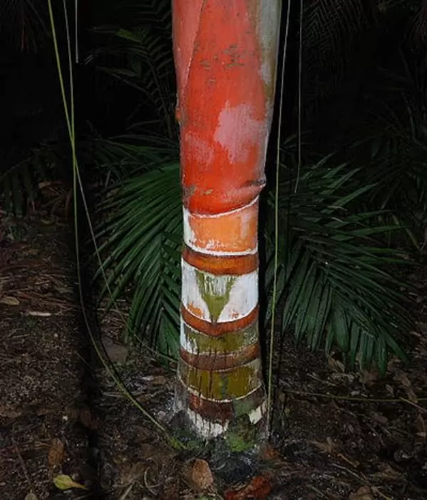 Dypsis sp 'Bejoufa' - Palmeira Dypsis sp. Bejoufa - Image 3
