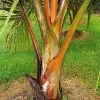 Dypsis sp 'Bejoufa' - Palmeira Dypsis sp. Bejoufa - Image 4