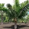 Dypsis sp 'Bejoufa' - Palmeira Dypsis sp. Bejoufa - Image 5