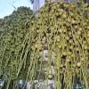 Dypsis sp 'Bejoufa' - Palmeira Dypsis sp. Bejoufa - Image 6