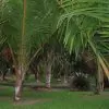 Dypsis sp 'Bejoufa' - Palmeira Dypsis sp. Bejoufa - Image 9