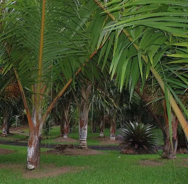 Dypsis sp 'Bejoufa' - Palmeira Dypsis sp. Bejoufa - Image 9
