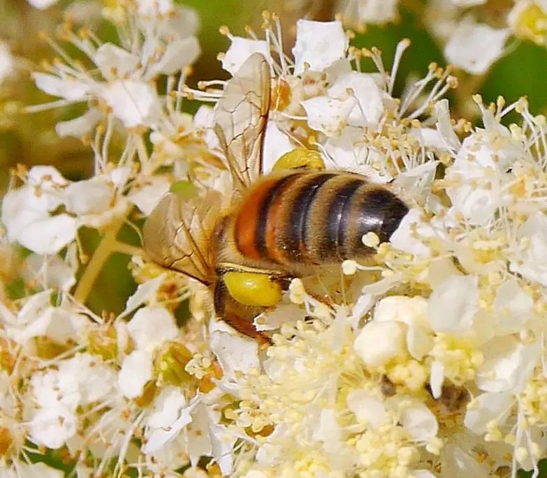 Filipendula Ulmaria (Spirraea Ulmaria) - Aspirina Vegetal, Erva Ulmeira, Rainha do Prado, Hidromel