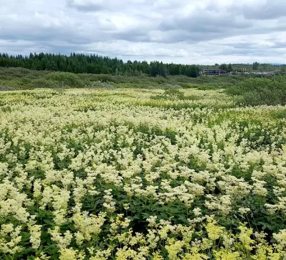 Filipendula Ulmaria (Spirraea Ulmaria) - Aspirina Vegetal, Erva Ulmeira, Rainha do Prado, Hidromel - Imagem 4